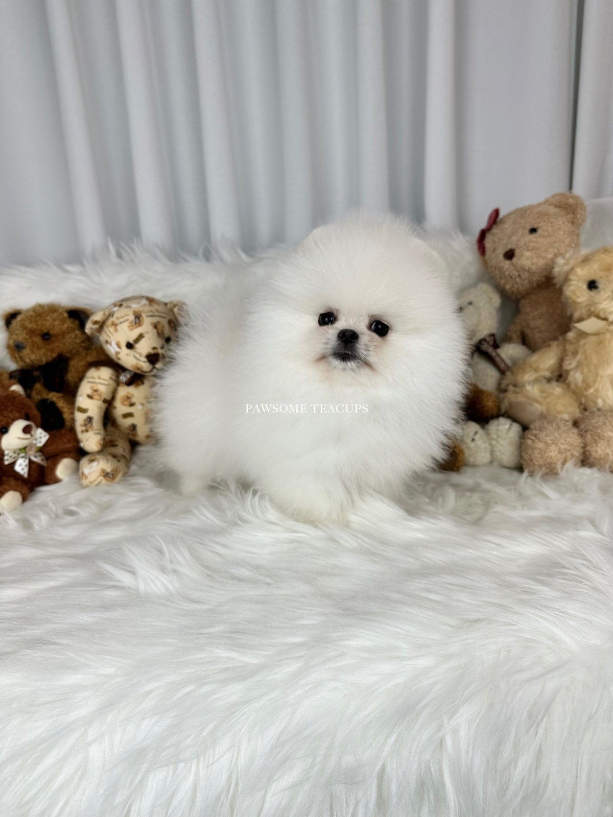 Snowball - Pomeranian Male | Pawsome Teacups