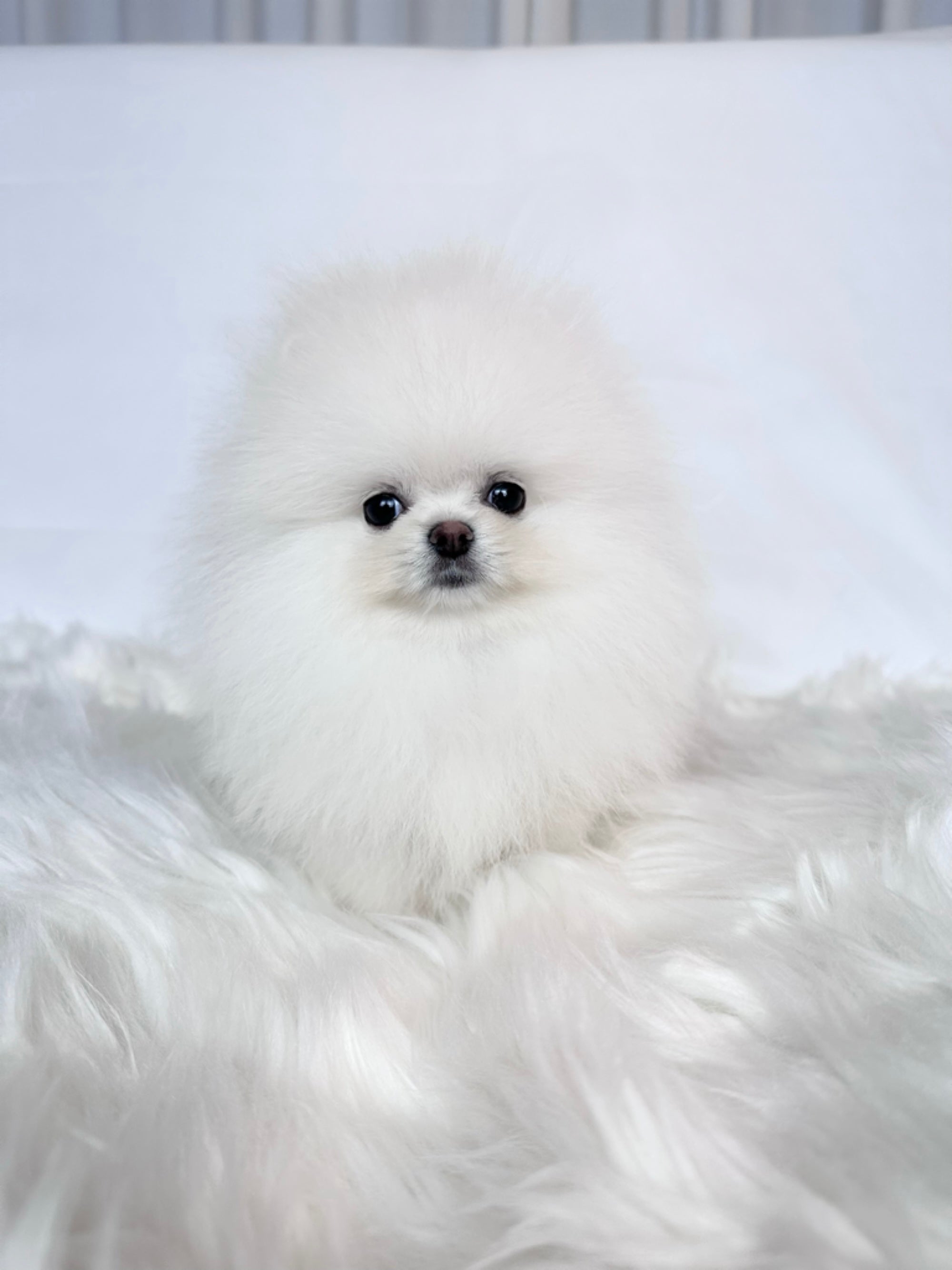 Bianca - Pomeranian Girl