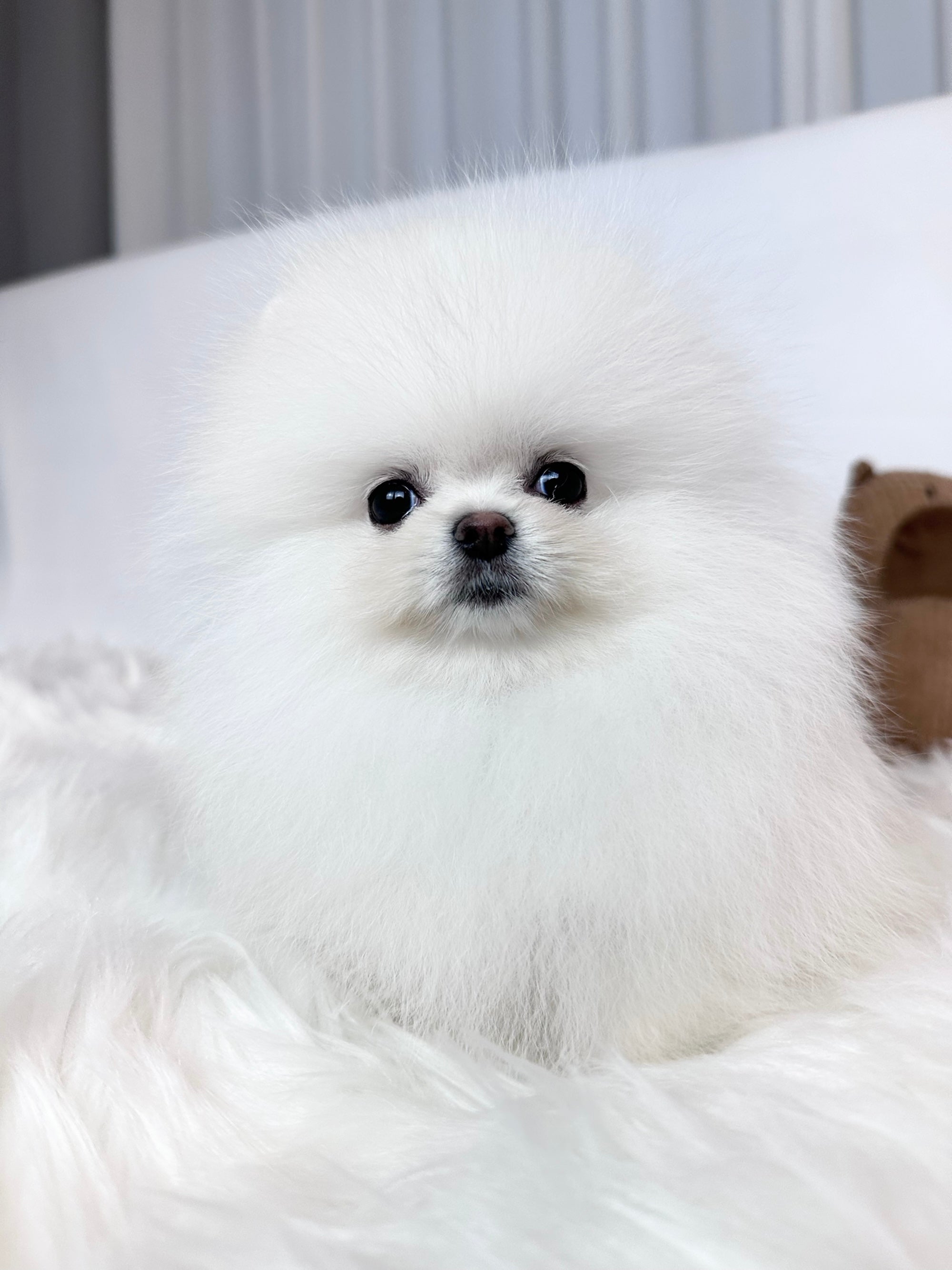 Bianca - Pomeranian Girl