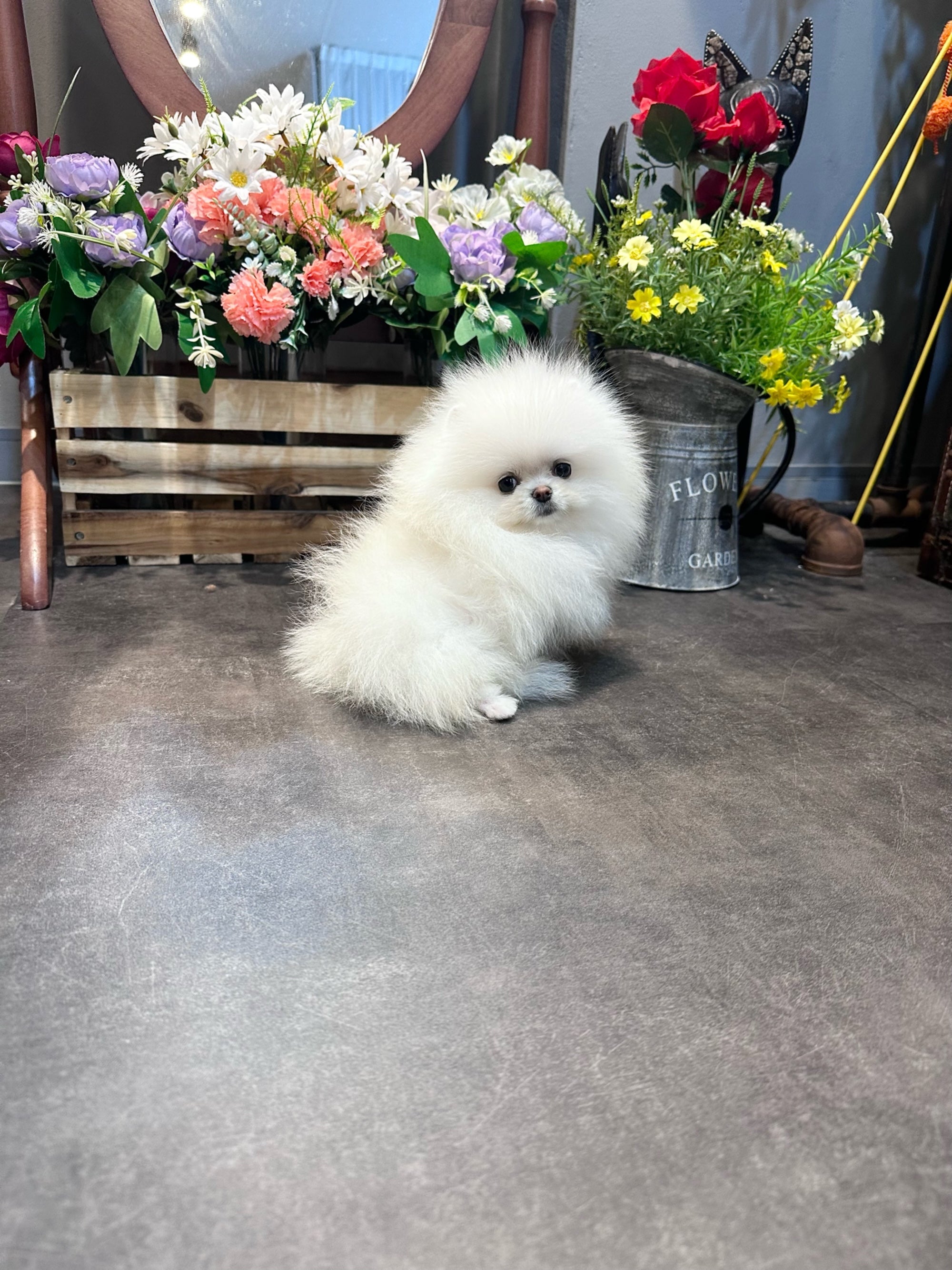 Bianca - Pomeranian Girl