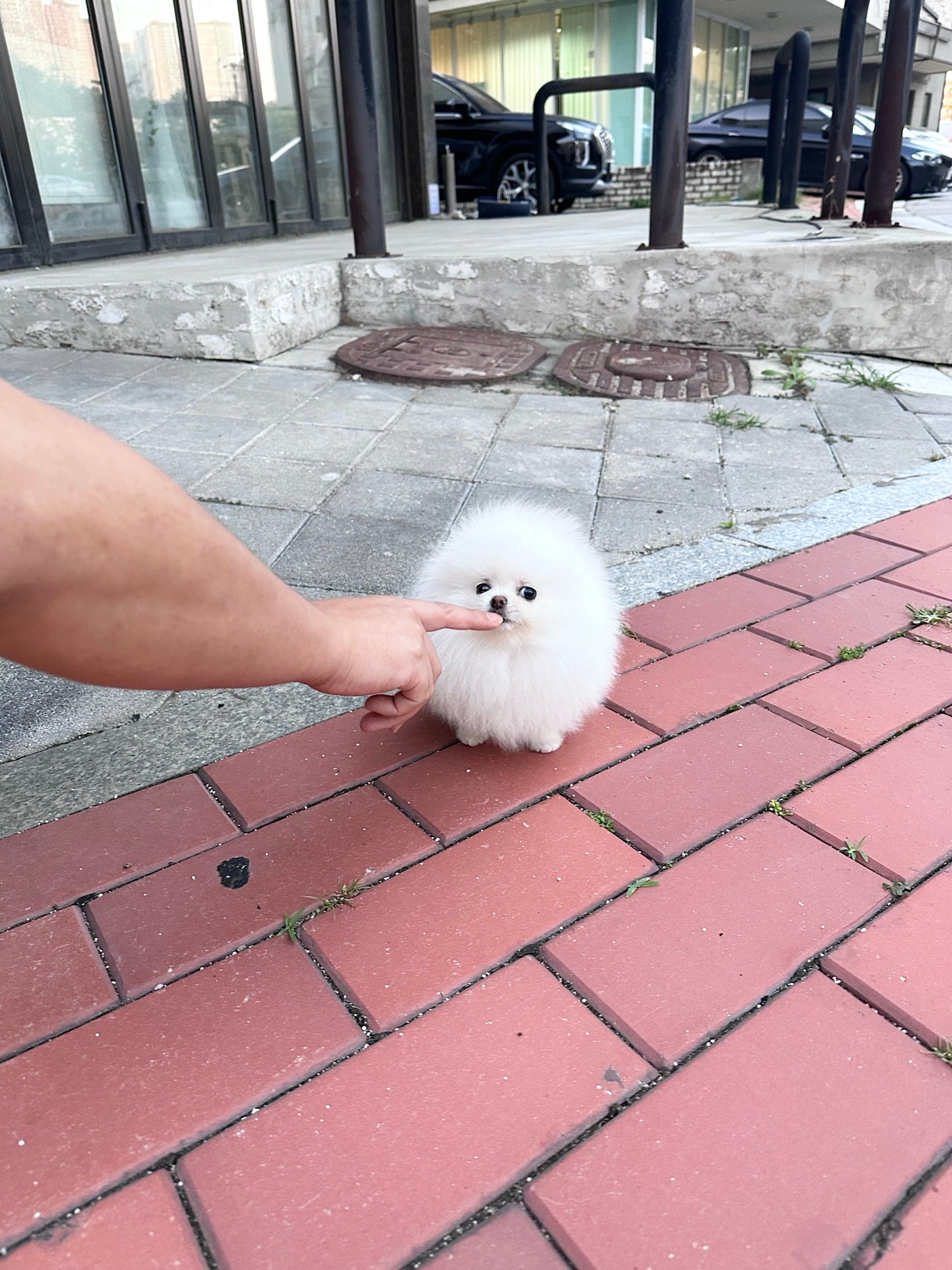 Bianca - Pomeranian Girl