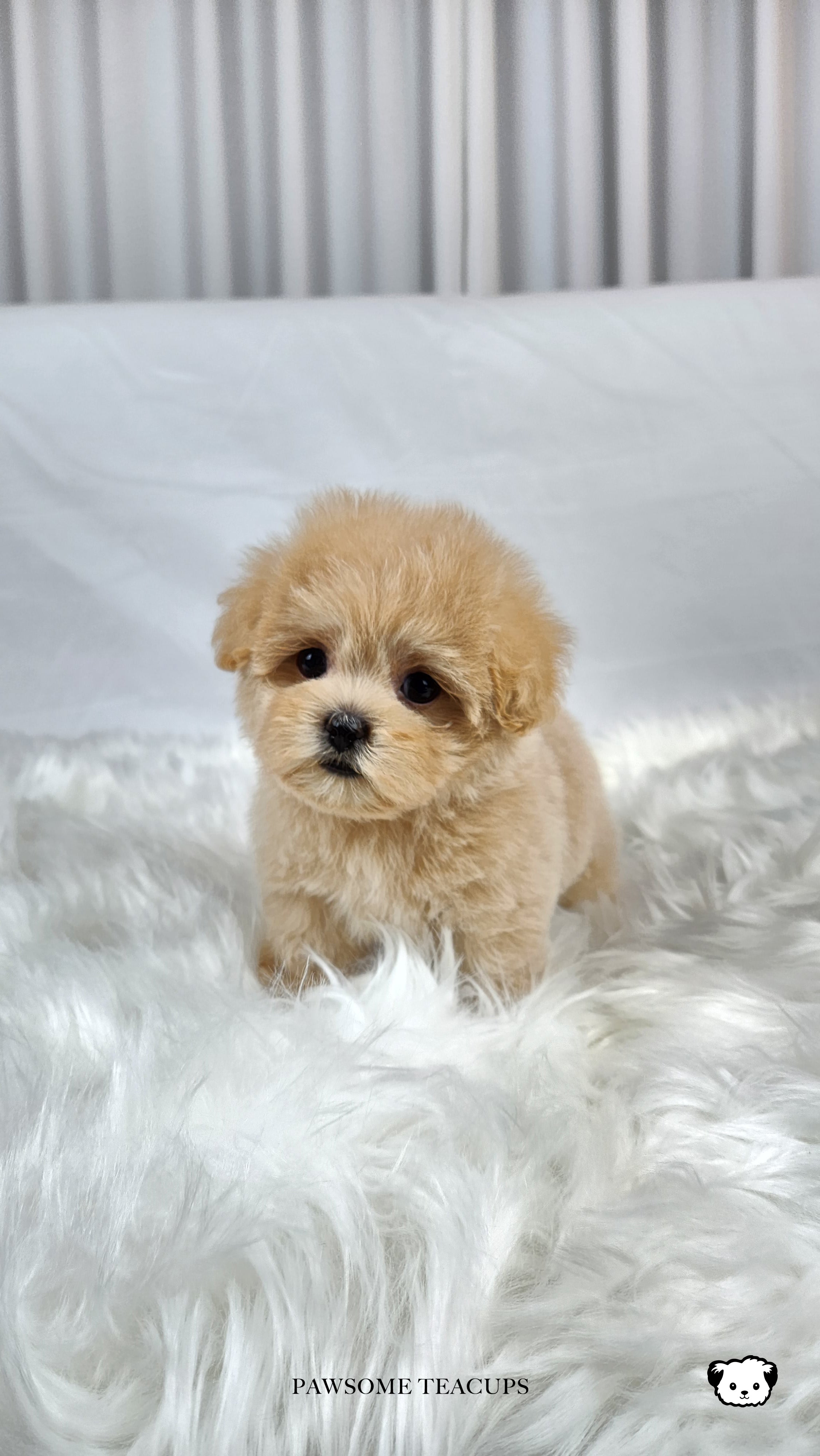 Charlie - Maltipoo Boy