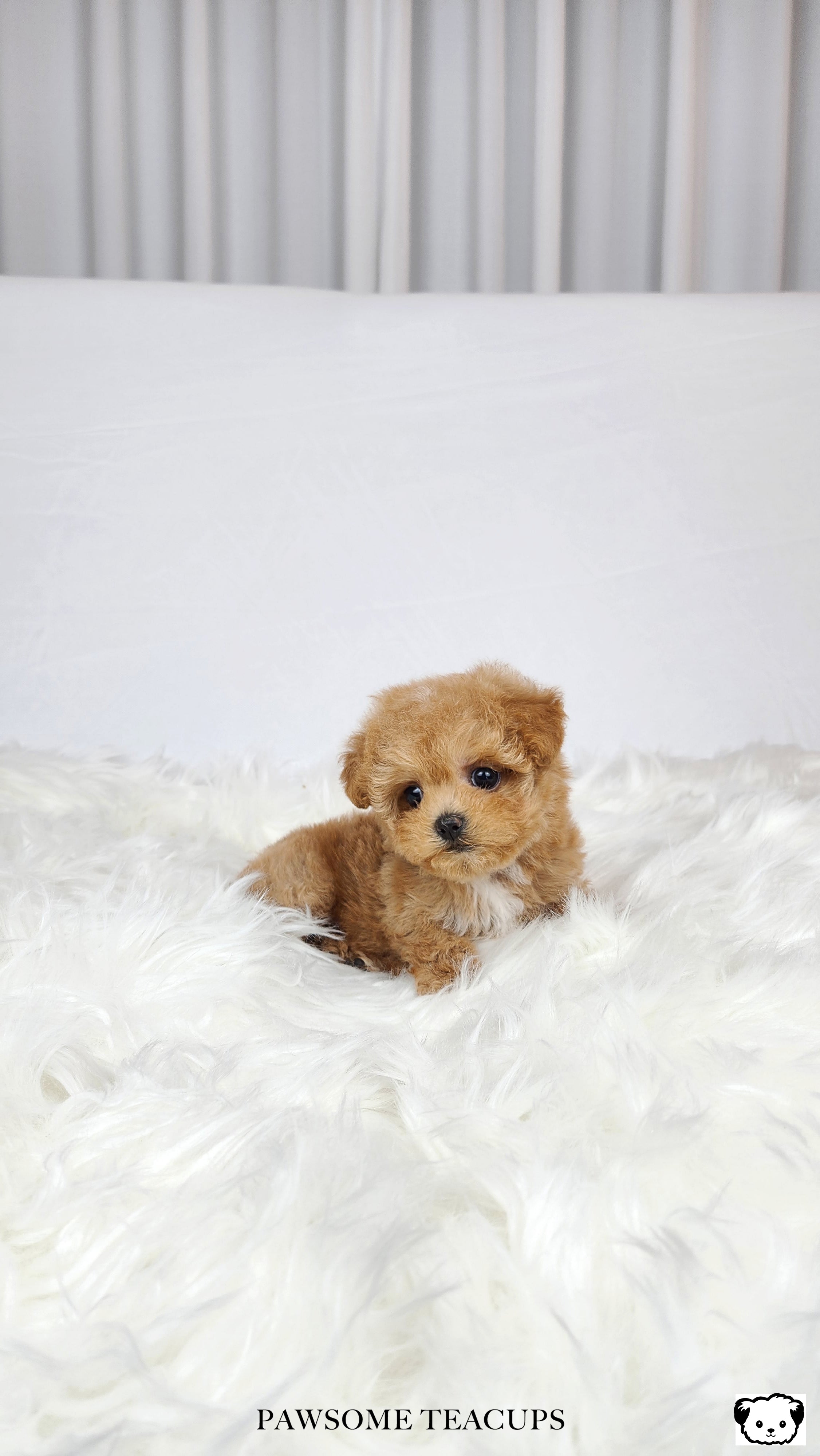 Daisy - Maltipoo Girl