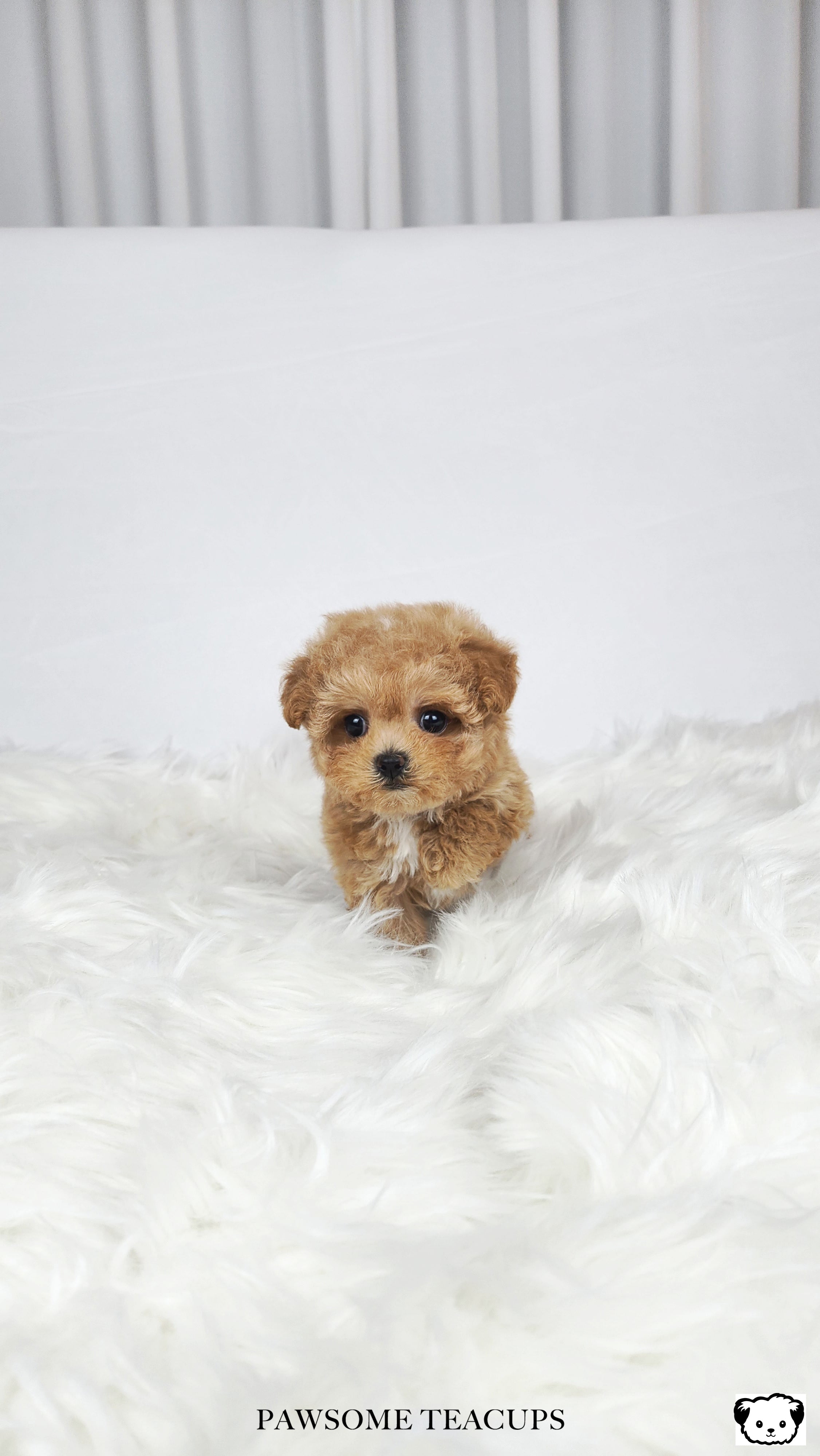 Daisy - Maltipoo Girl