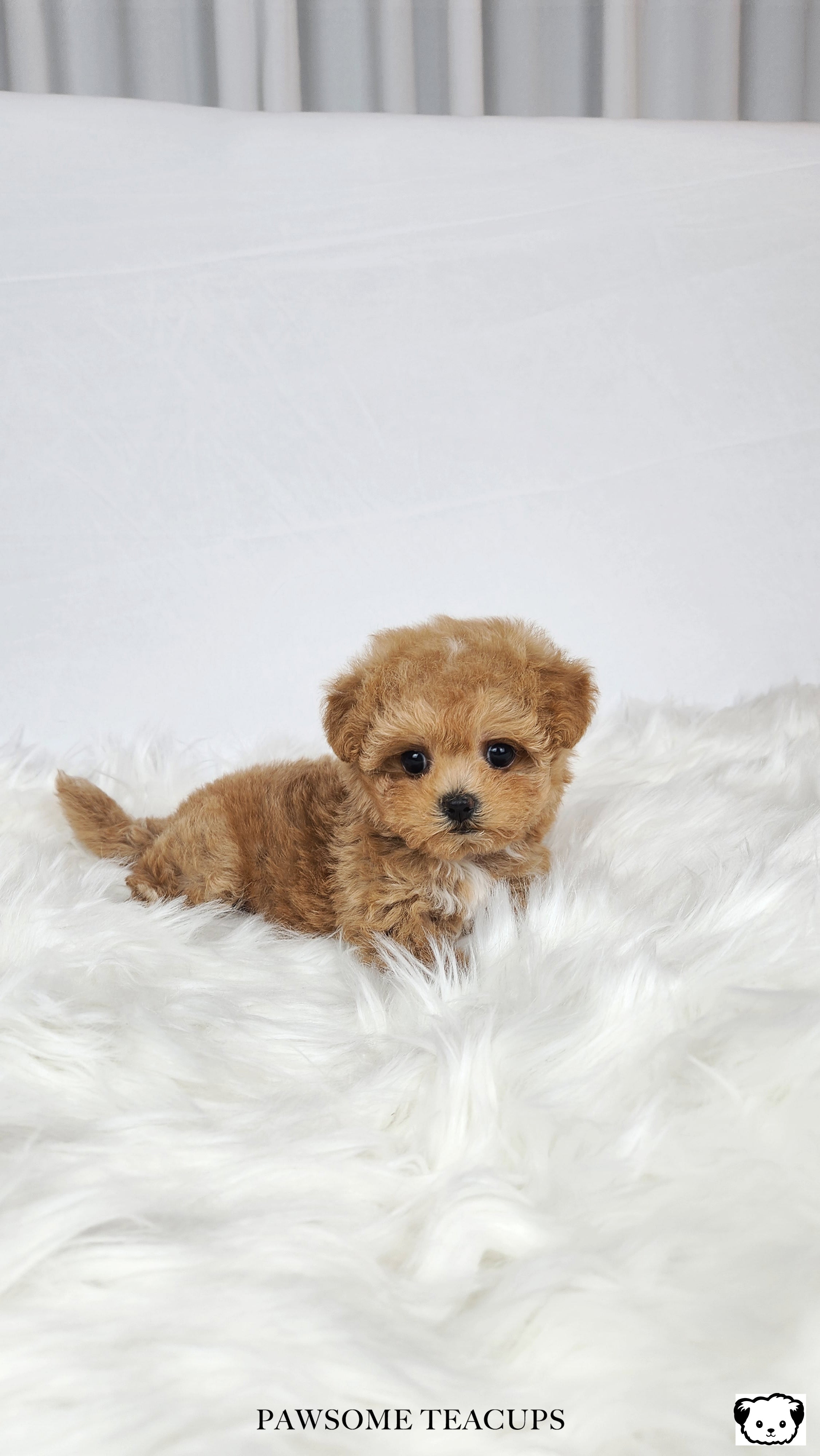 Daisy - Maltipoo Girl