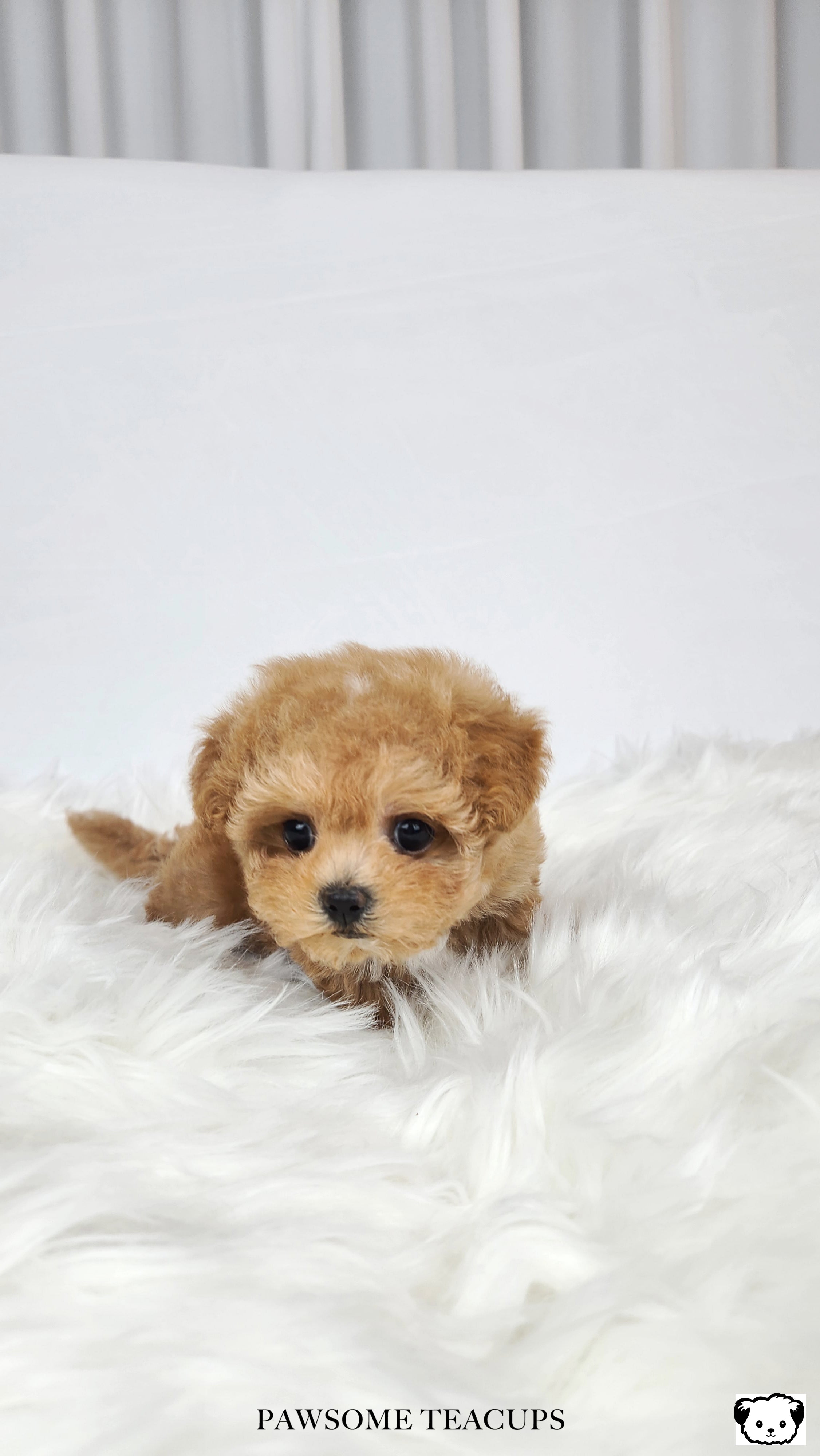 Daisy - Maltipoo Girl