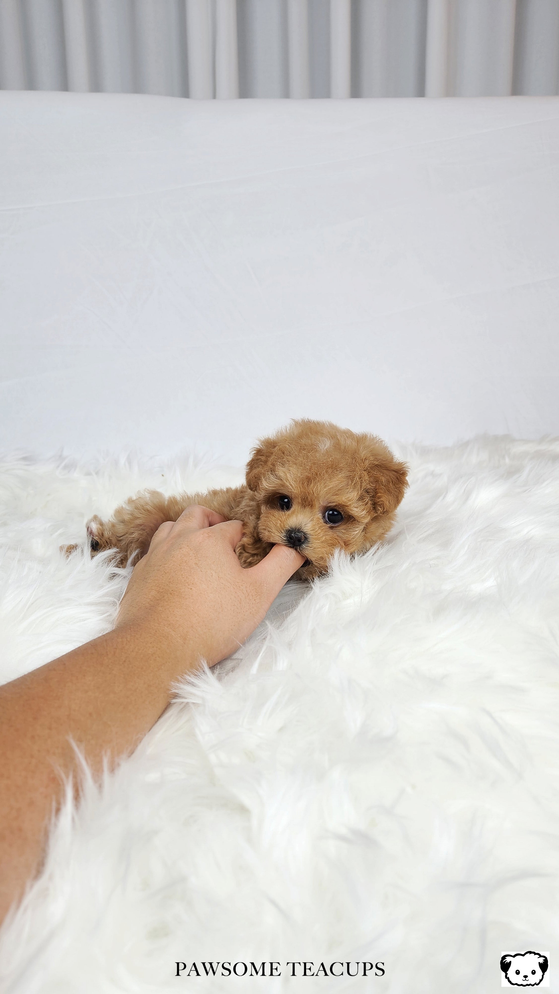 Daisy - Maltipoo Girl