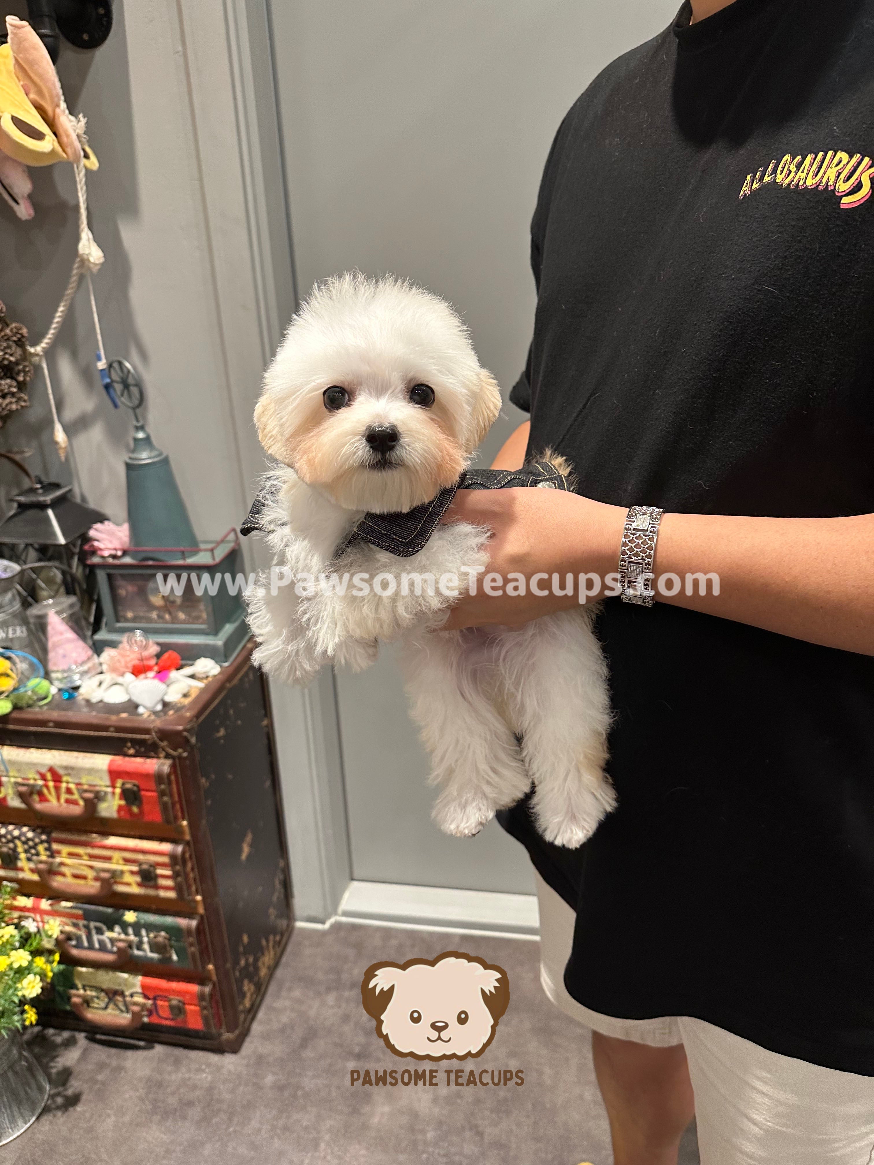 Honey - Maltipoo Male Puppy