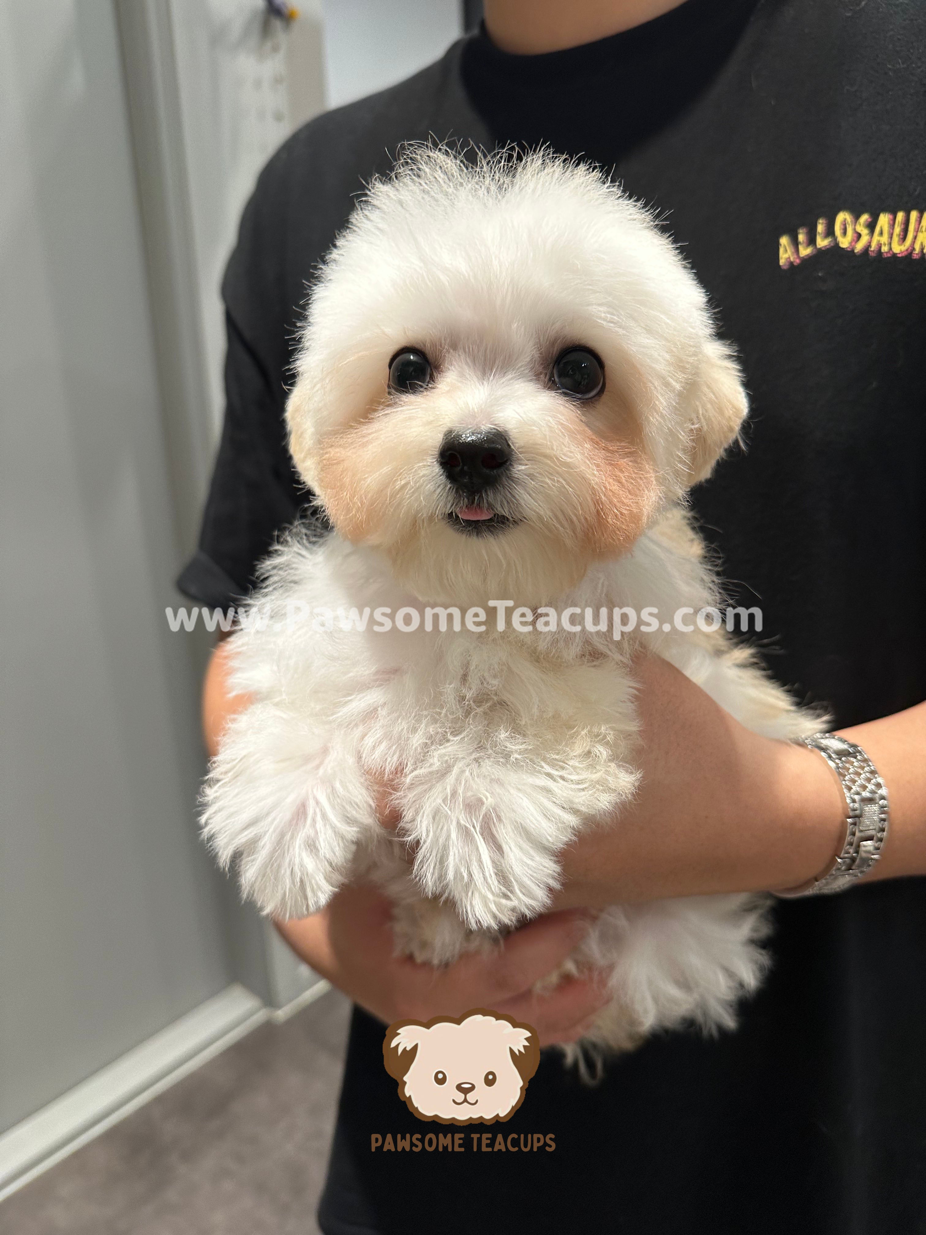 Honey - Maltipoo Male Puppy