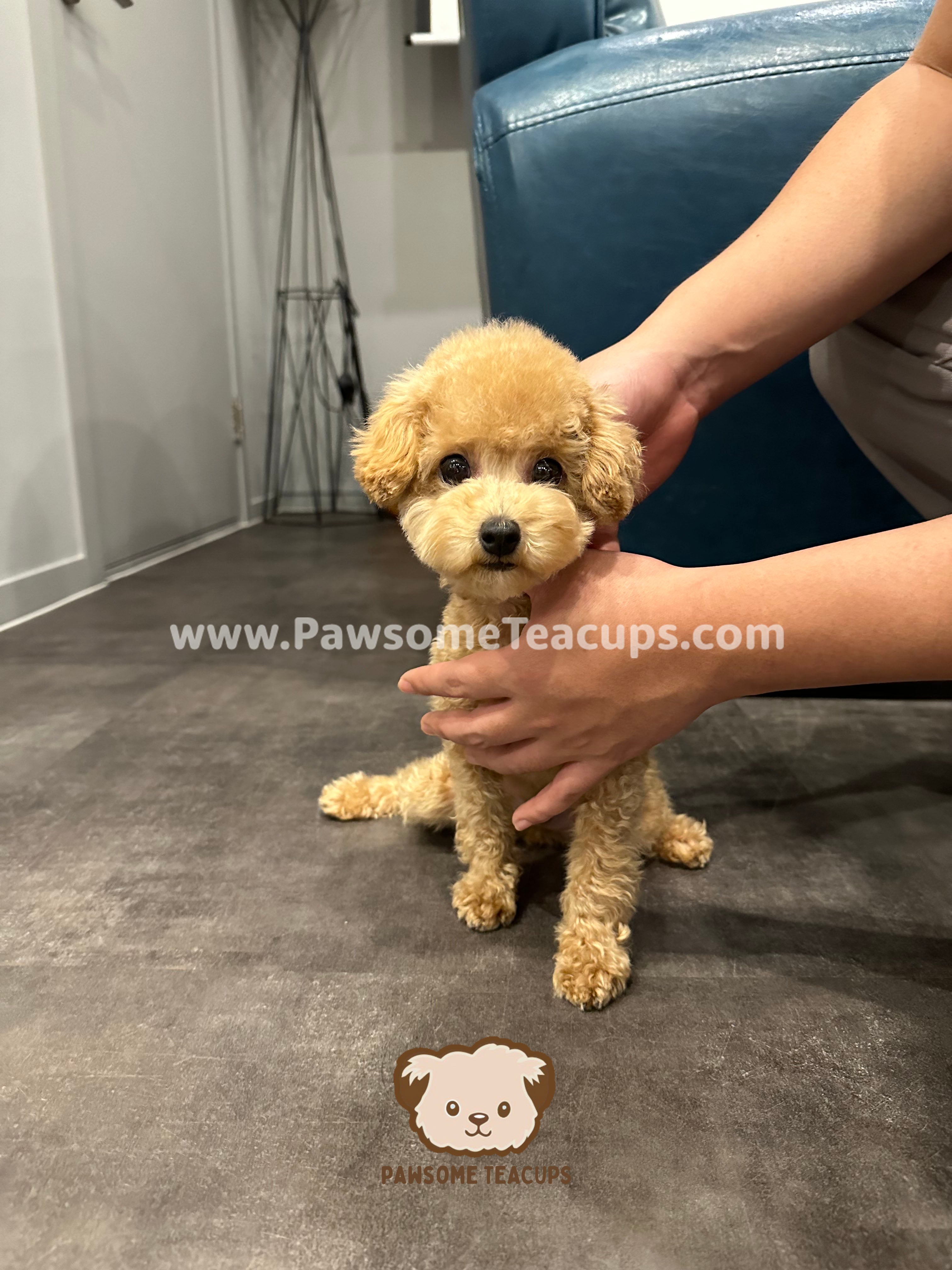 Latte - Poodle Male Puppy