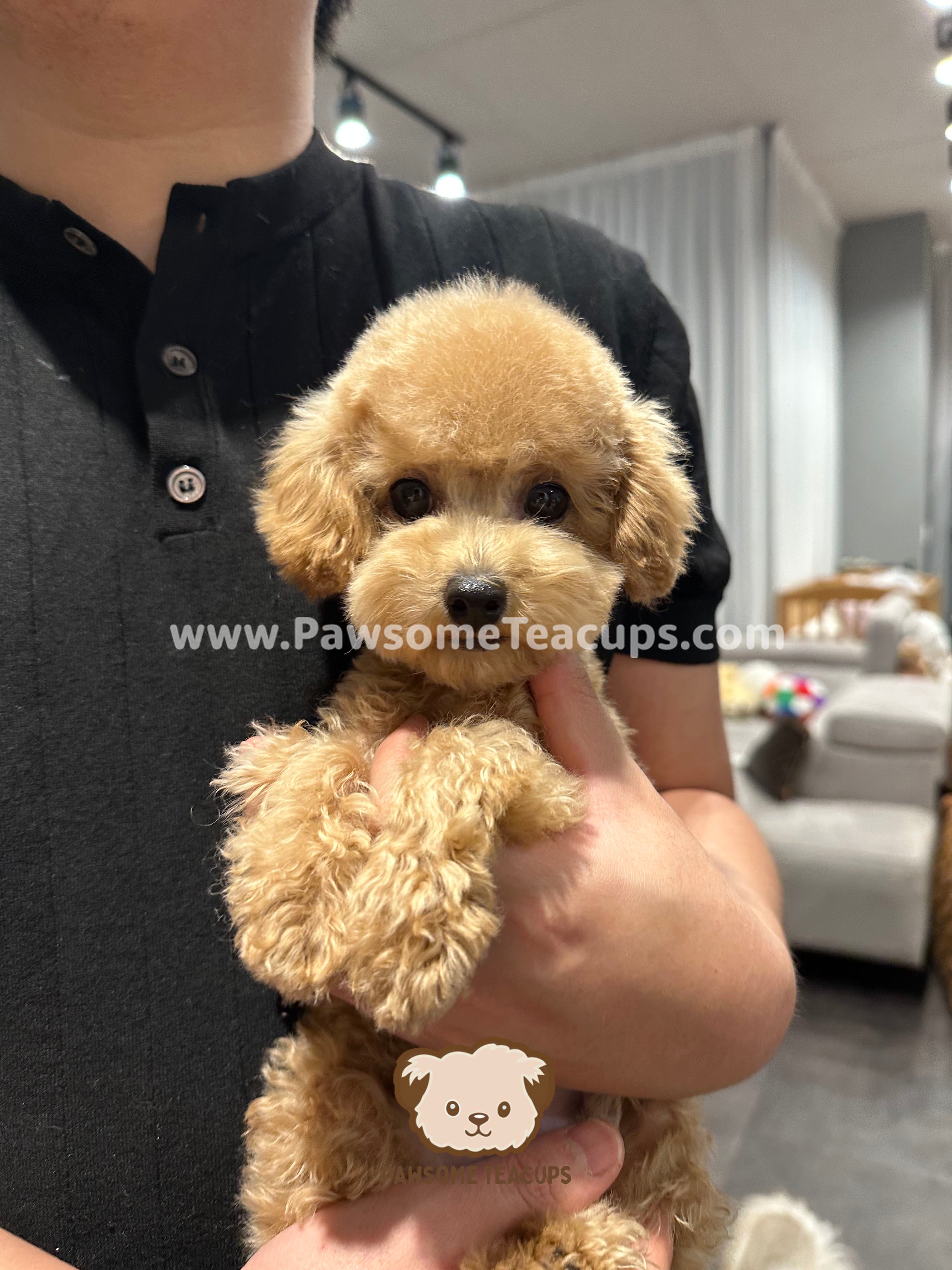 Latte - Poodle Male Puppy