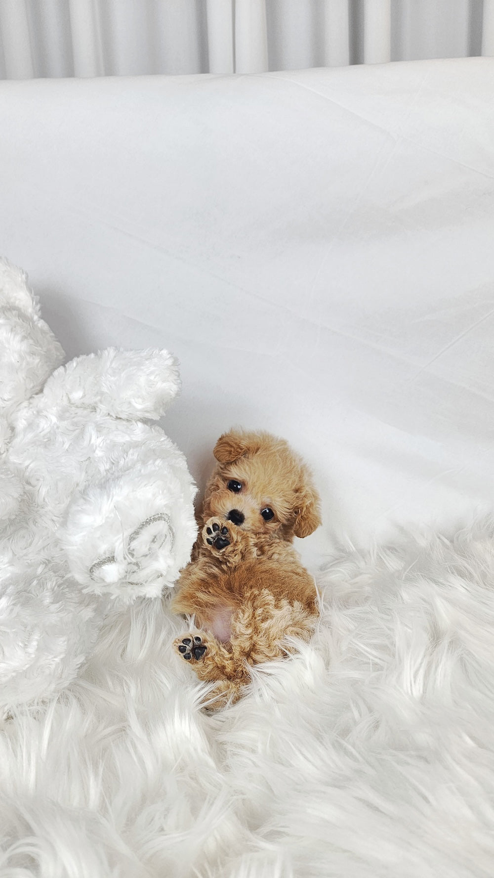 Lucy - Poodle Girl