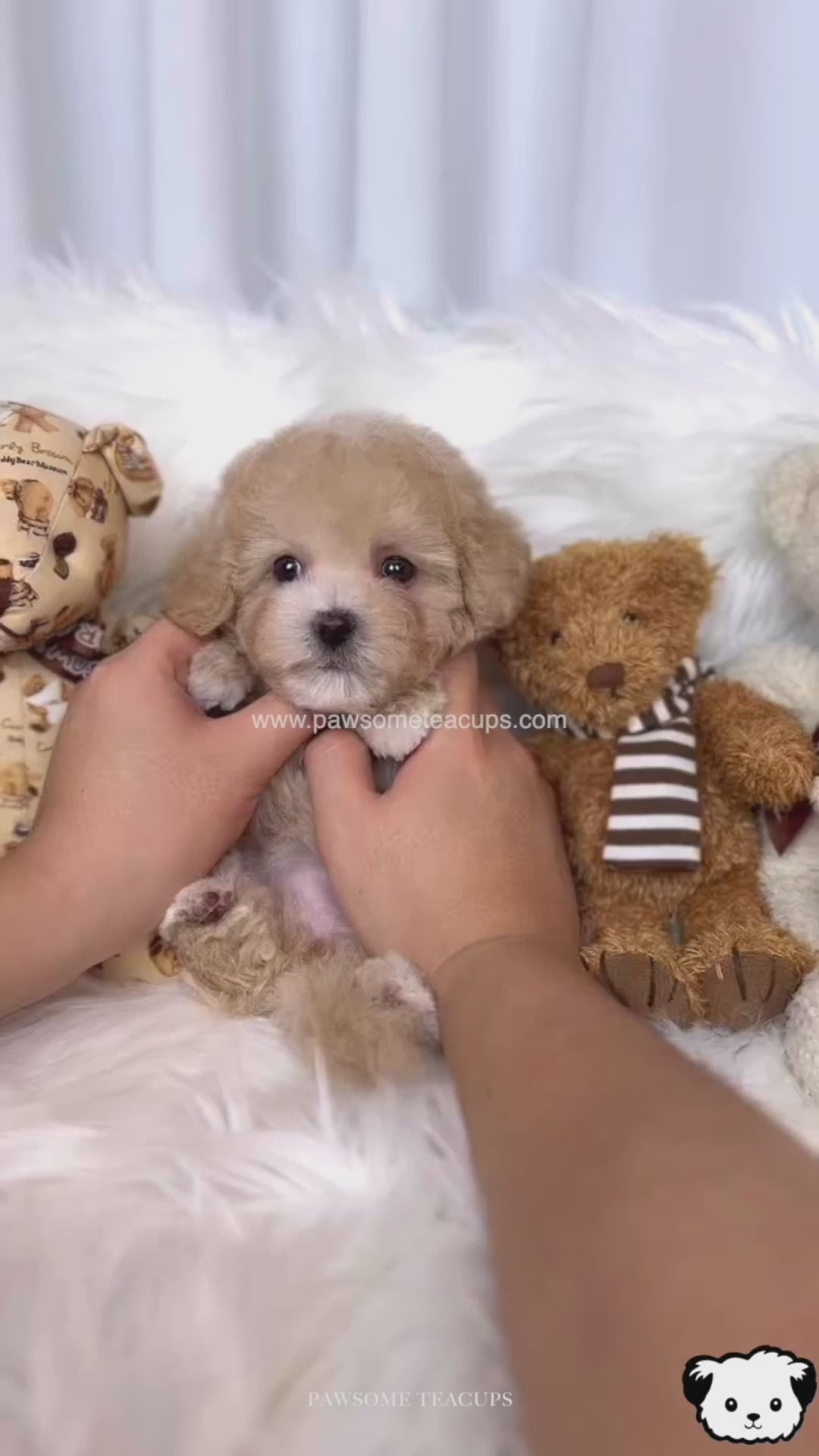 Hazel Maltipoo Girl Pawsome Teacups